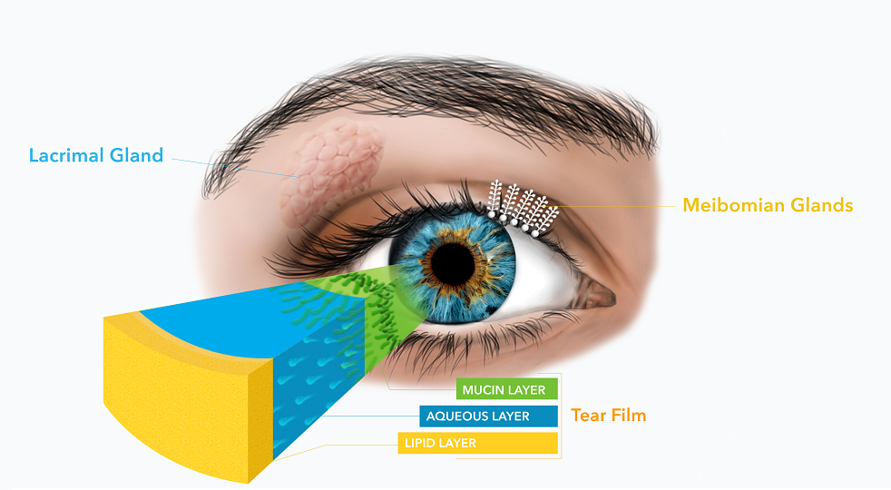 Tear Film medical illustration