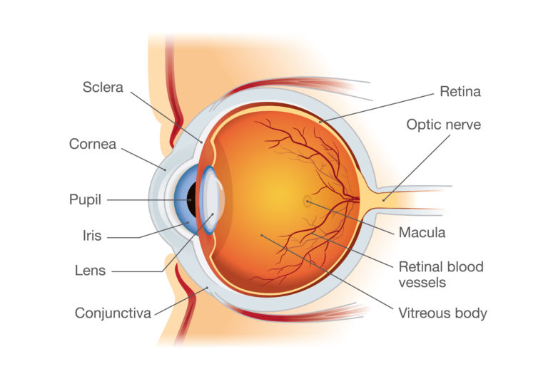 cornea diagram