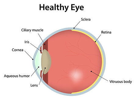 Healthy Eye Diagram