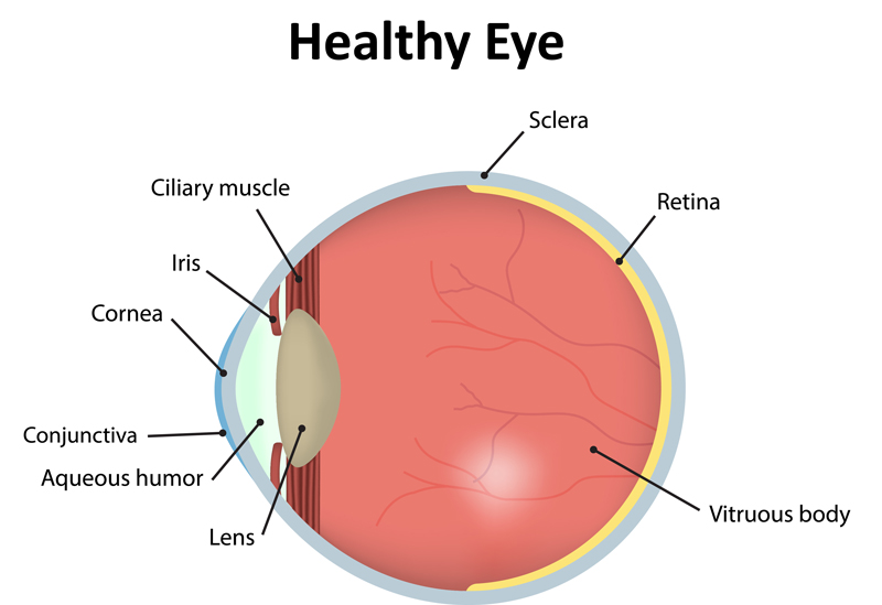 Diagram of a healthy eye