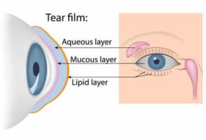 Anatomy chart showing tear film